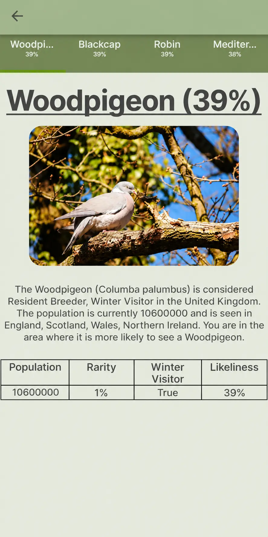Bird Tracker identifying a woodpigeon with an image and species details