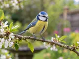Photograph of a blue tit