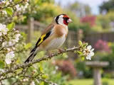 Photograph of a goldfinch