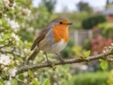 Photograph of a robin